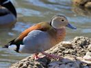 Ringed Teal (WWT Slimbridge April 2013) - pic by Nigel Key